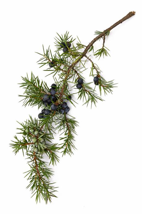Lush Tea Tree Water - Image 9