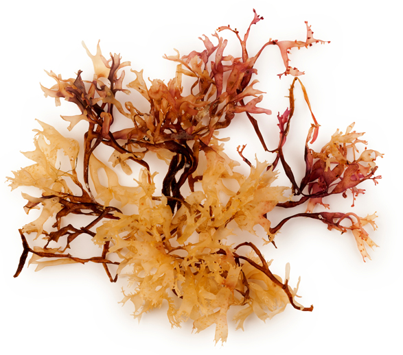 Lush Bongo — Shower Jelly - Image 8
