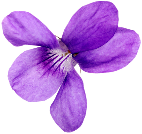 Lush Violet Cream - Image 7