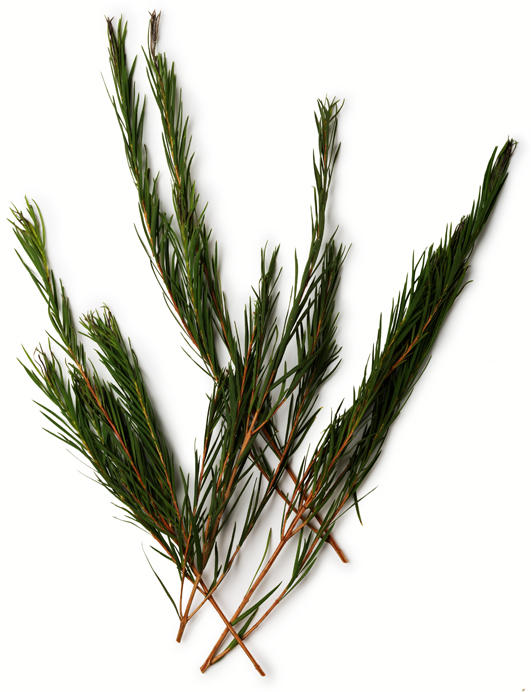 Lush Grease Lightning — Treatment - Image 6