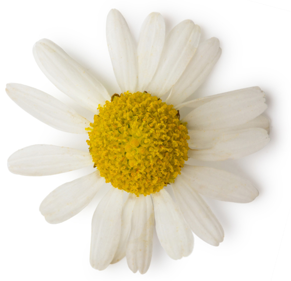 Lush Helping Hands — Cream - Image 5