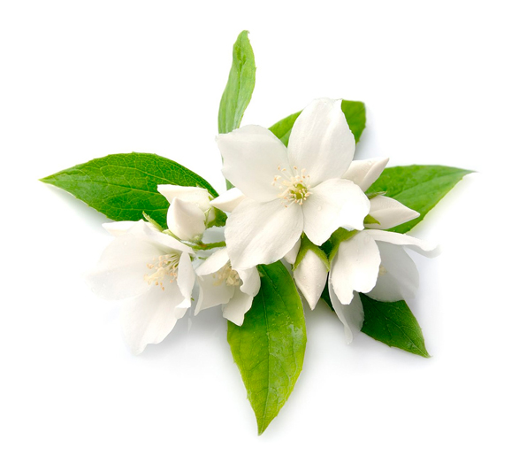Lush Vanillary — Perfume - Image 6